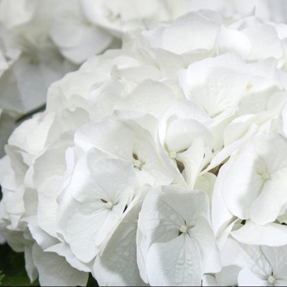 Meet your Posher, Connie - Picture 3 of 3